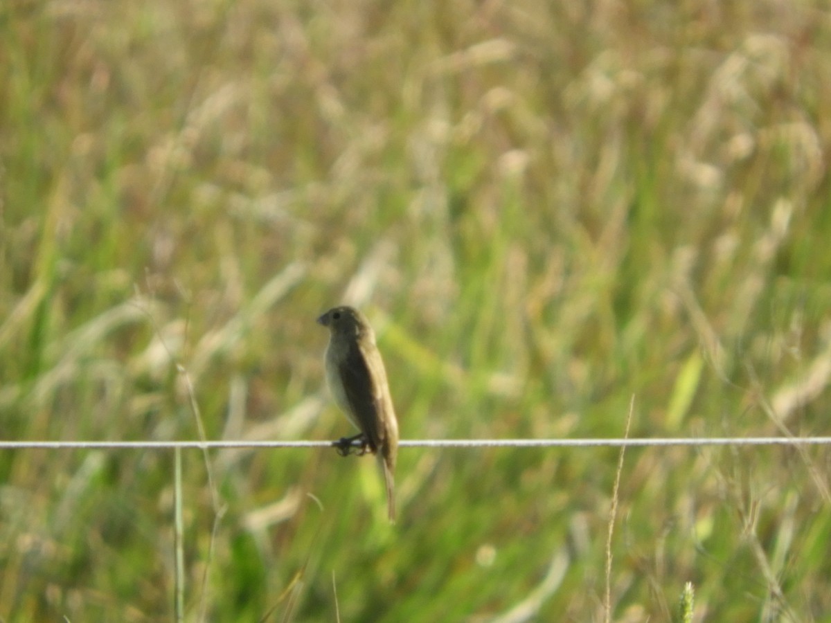 Double-collared Seedeater - ML466350121
