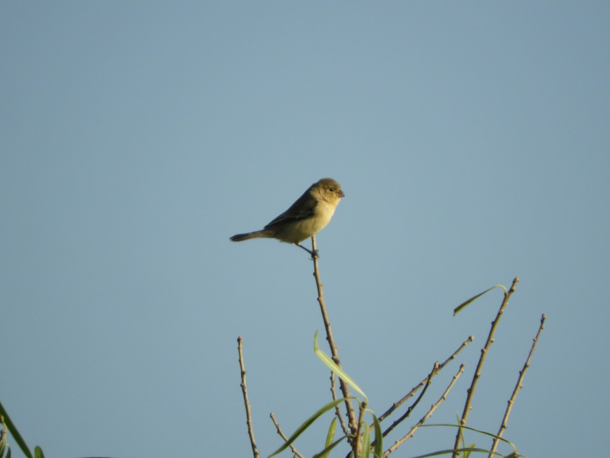 Double-collared Seedeater - ML466350241