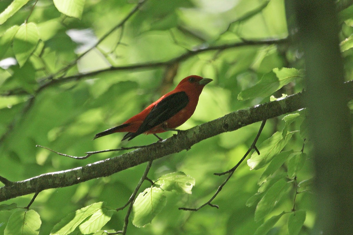 Scarlet Tanager - ML466350361