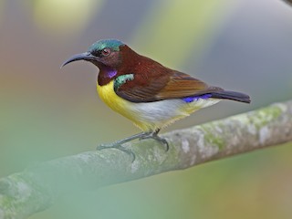  - Purple-rumped Sunbird