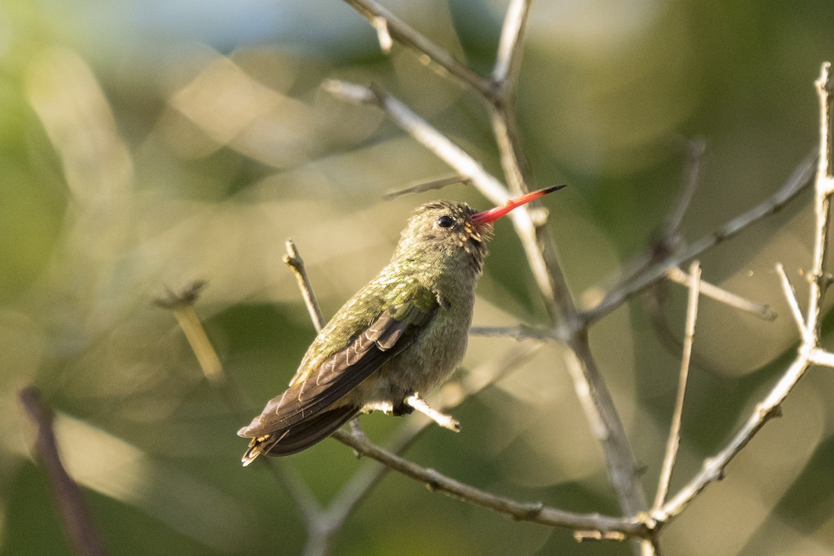 Gilded Hummingbird - Paul Beerman