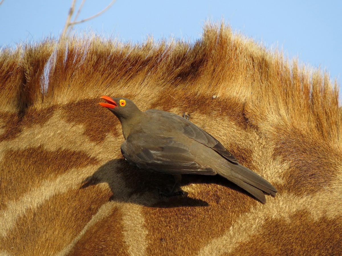 Red-billed Oxpecker - ML466355941