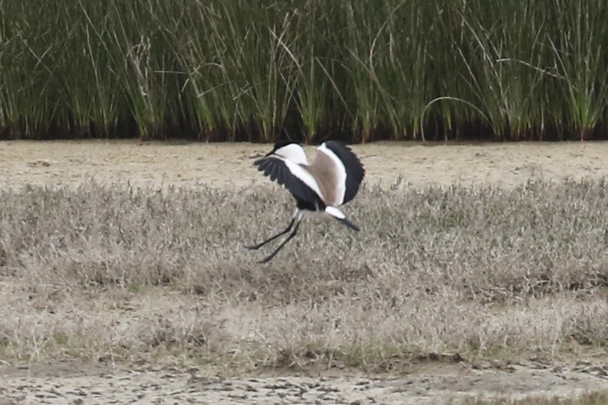 Spur-winged Lapwing - ML466356101