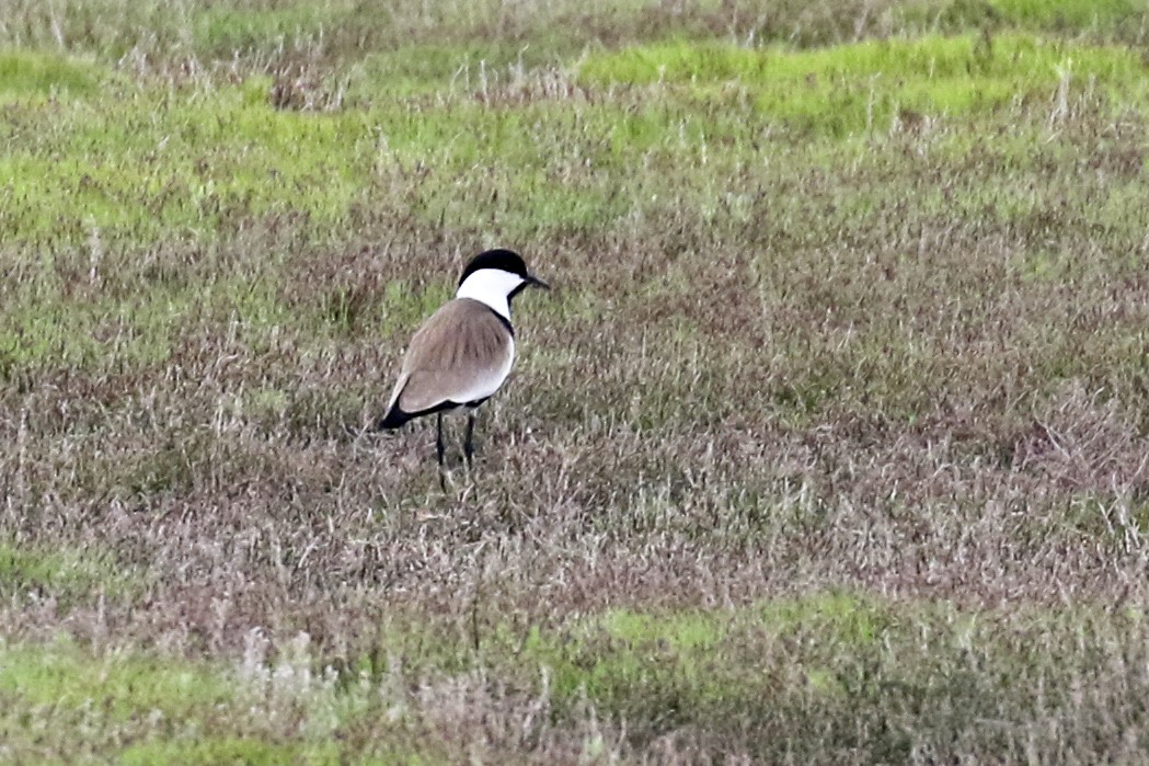 Spur-winged Lapwing - ML466356601