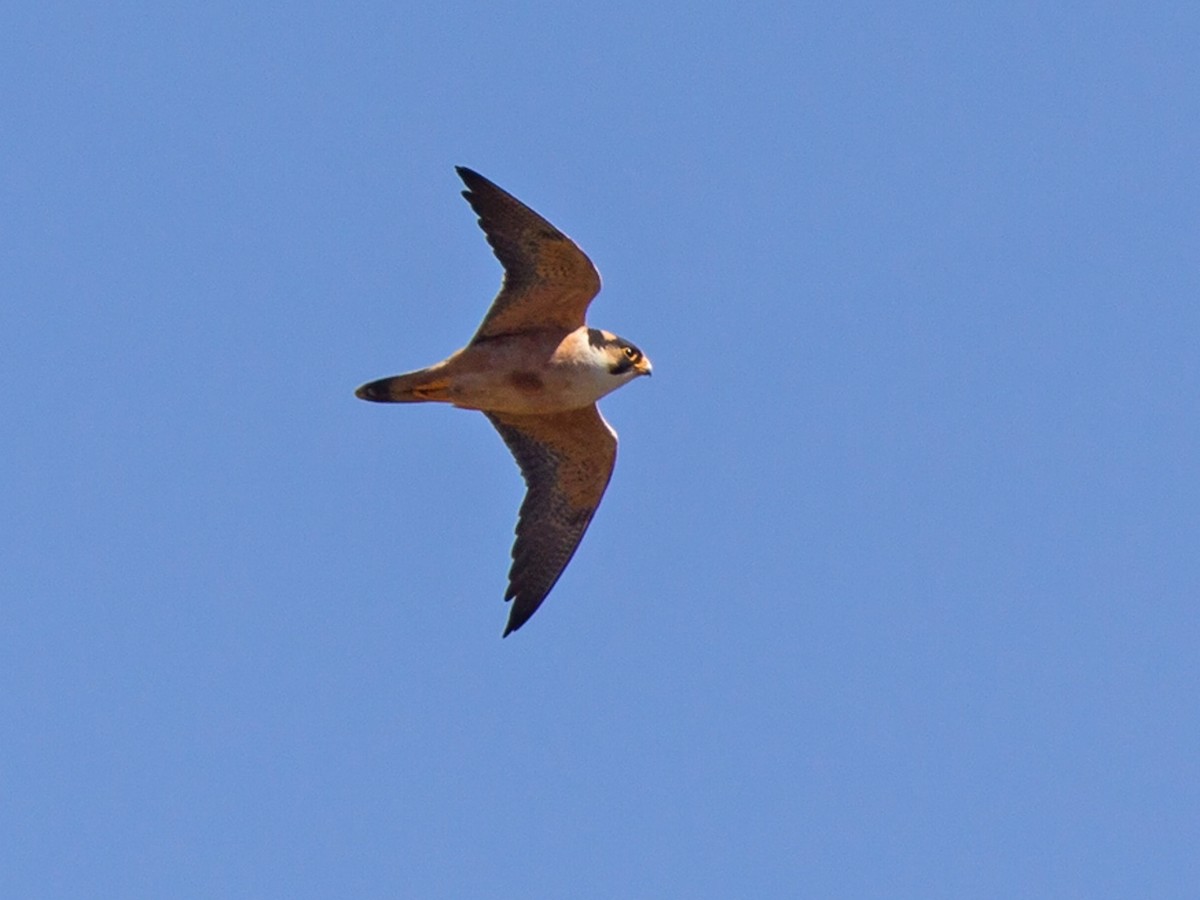 Taita Falcon - Falco fasciinucha - Birds of the World