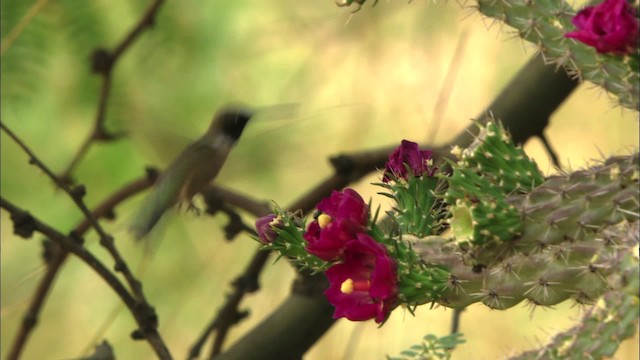 Black-chinned Hummingbird - ML466359