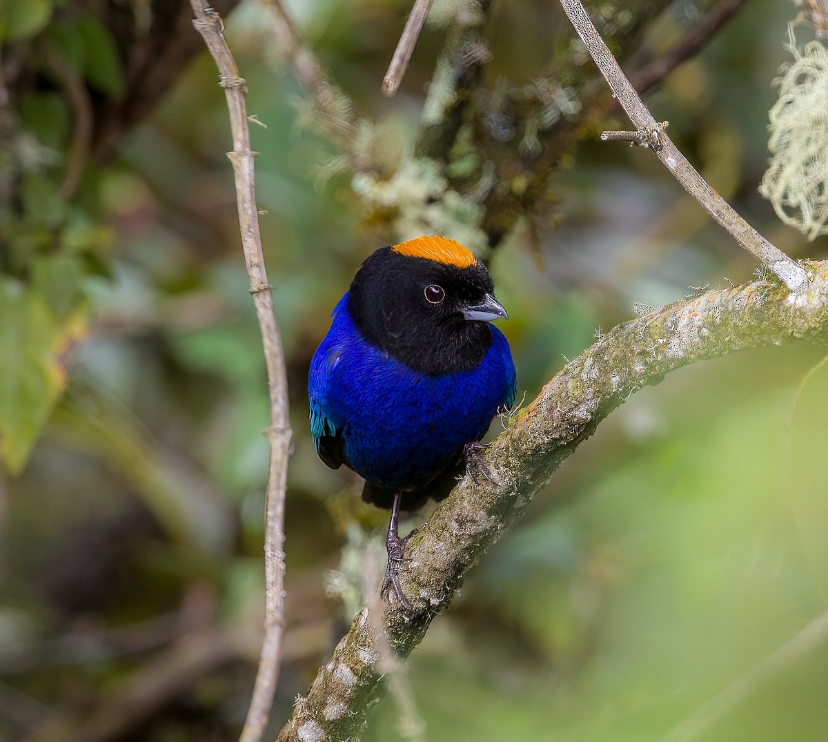 Golden-crowned Tanager - Carlos Roberto Chavarria