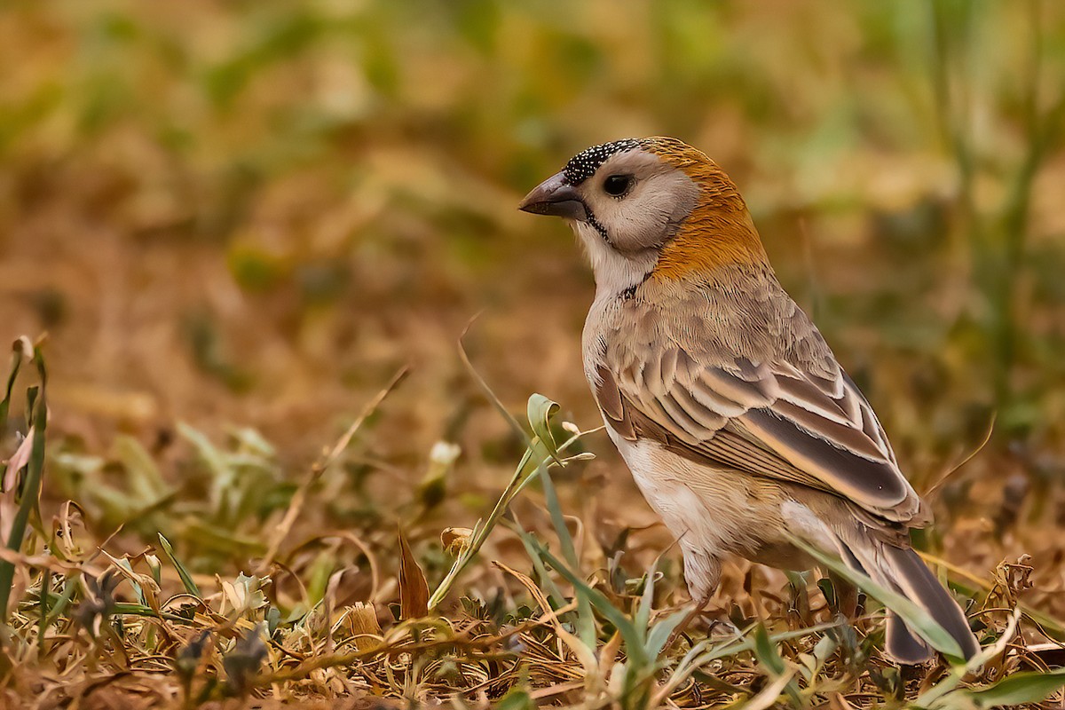 Speckle-fronted Weaver - ML466370881
