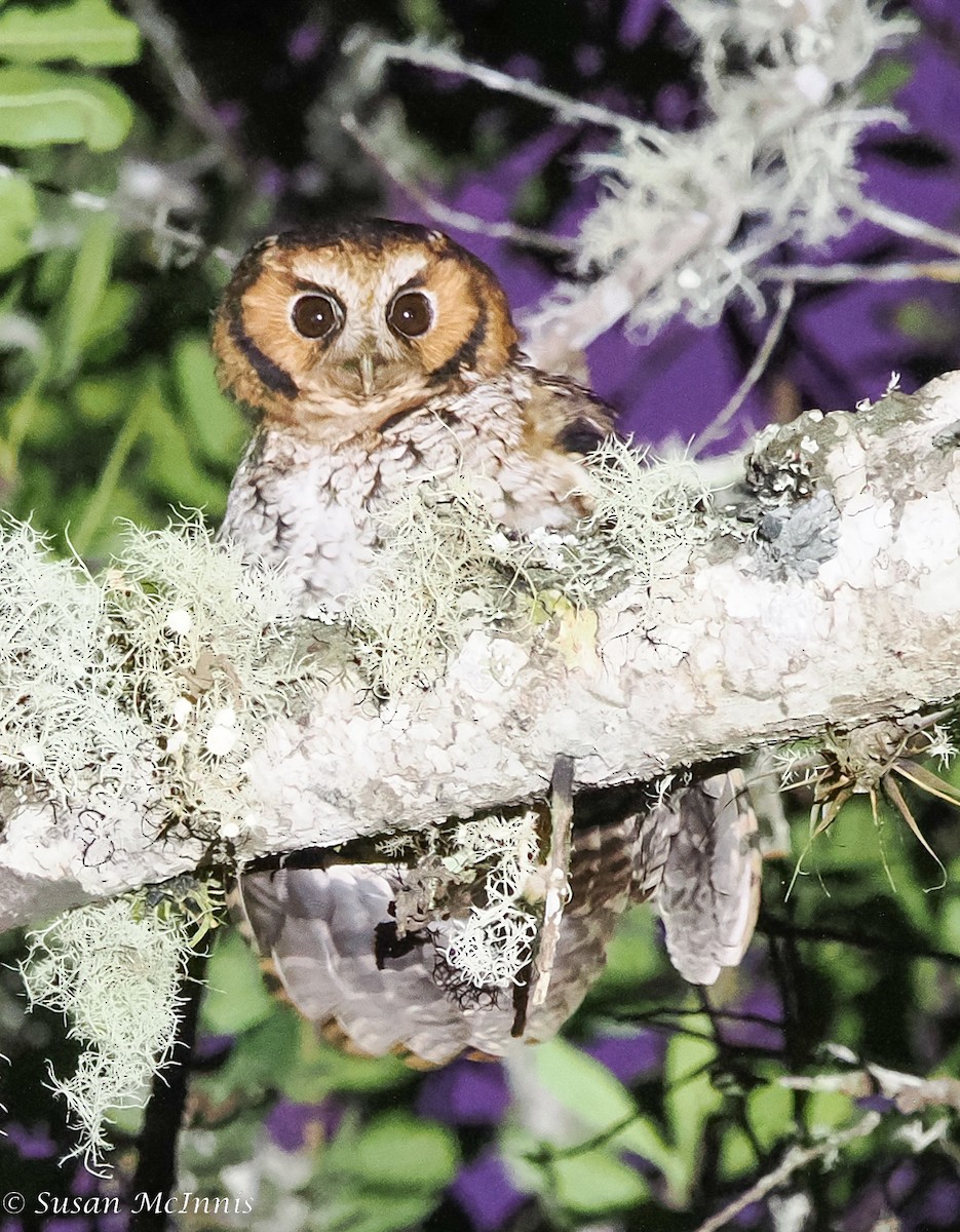 Cloud-forest Screech-Owl - Susan Mac
