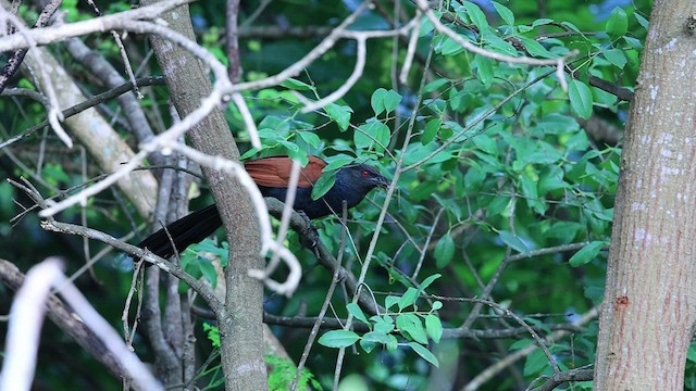Greater Coucal - ML466381461
