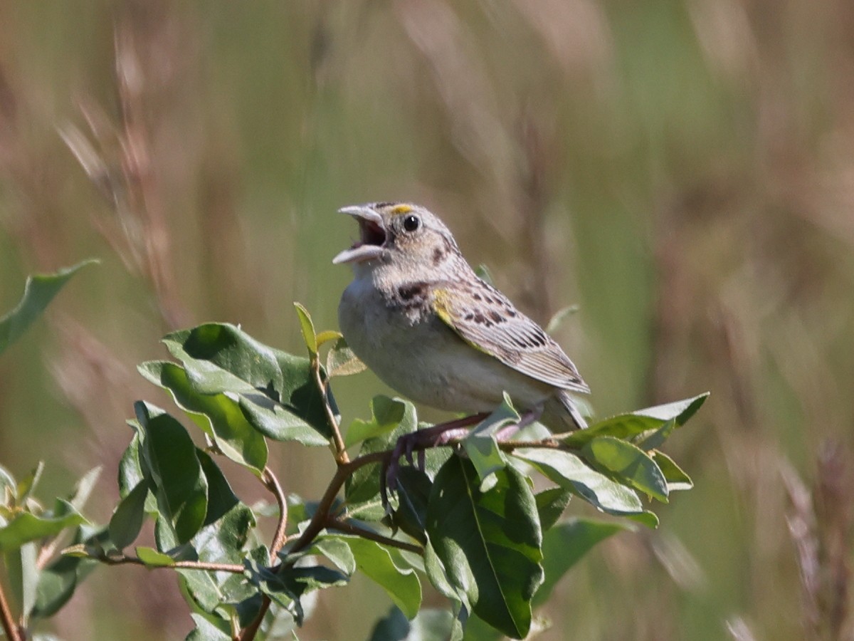 Grasshopper Sparrow - ML466382831