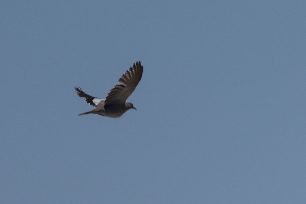 White-winged Dove - ML466384851