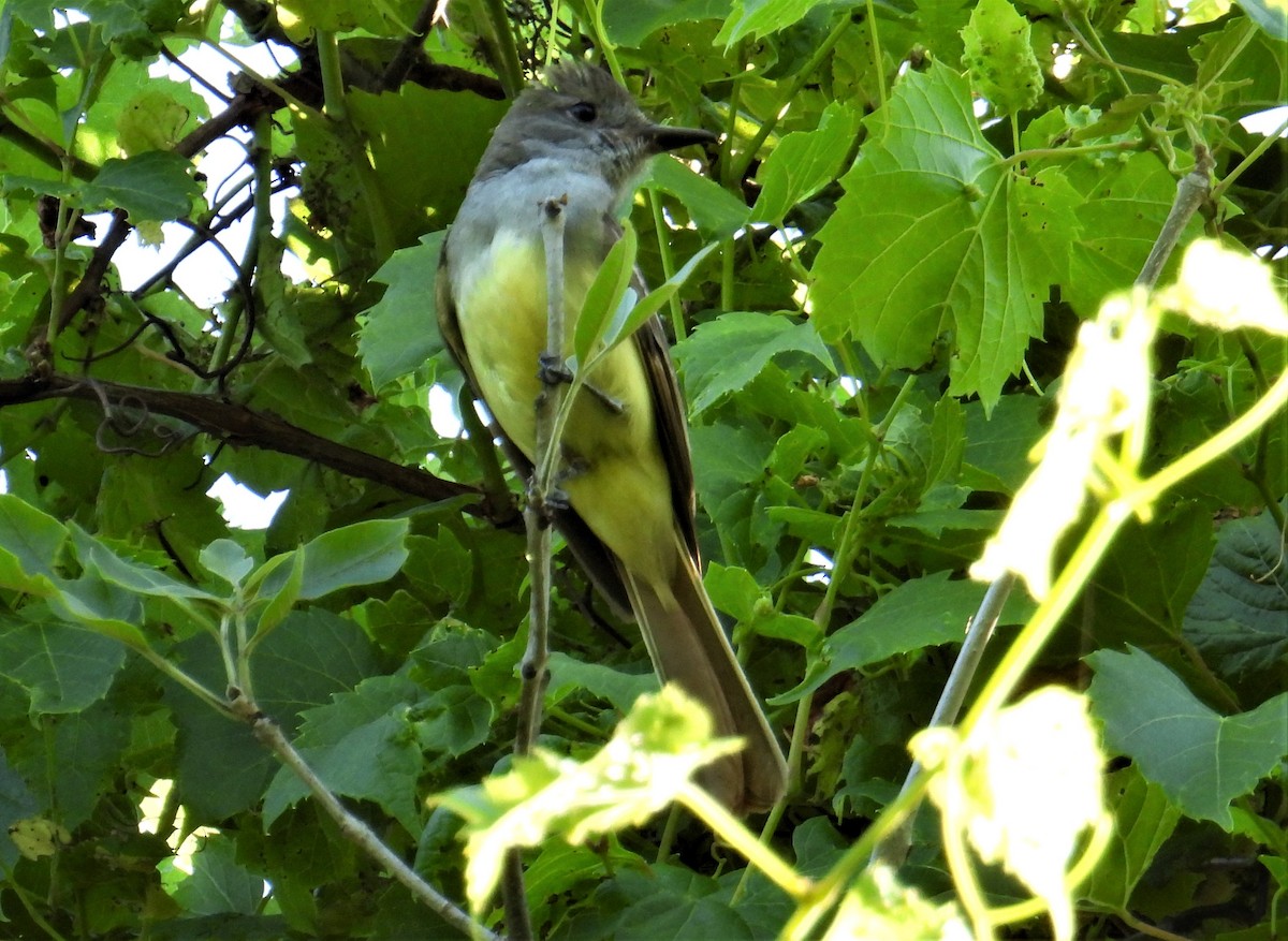 Great Crested Flycatcher - ML466389961