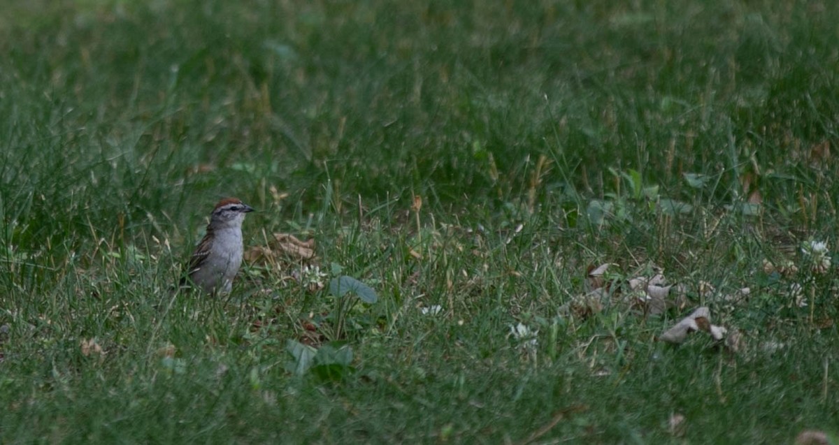 Chipping Sparrow - ML466392441