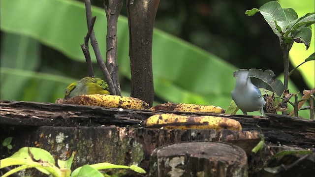 Silver-throated Tanager - ML466393
