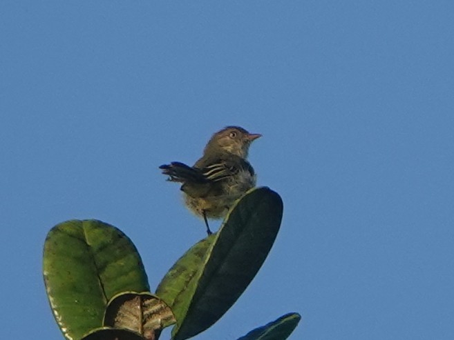 Chico's Tyrannulet - Barry Reed