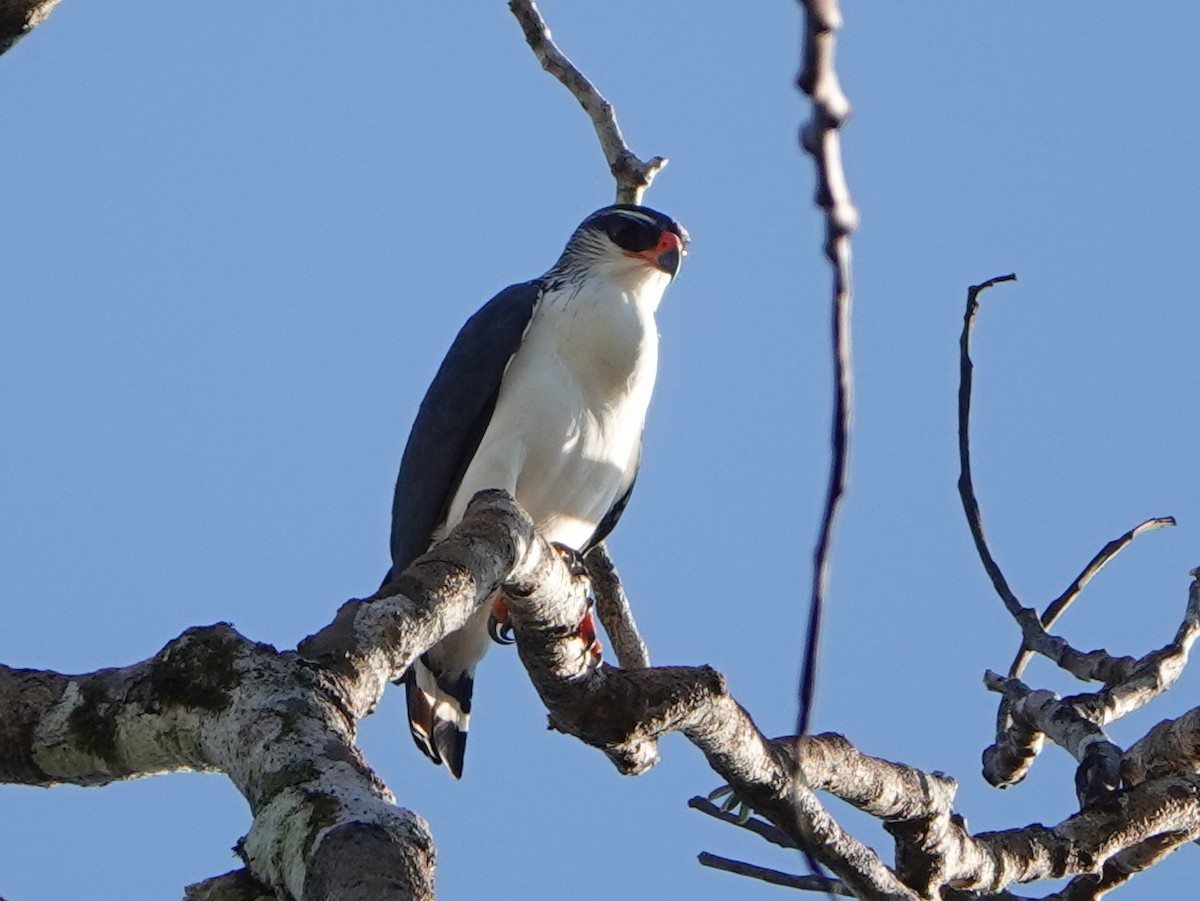 White-browed Hawk - Barry Reed
