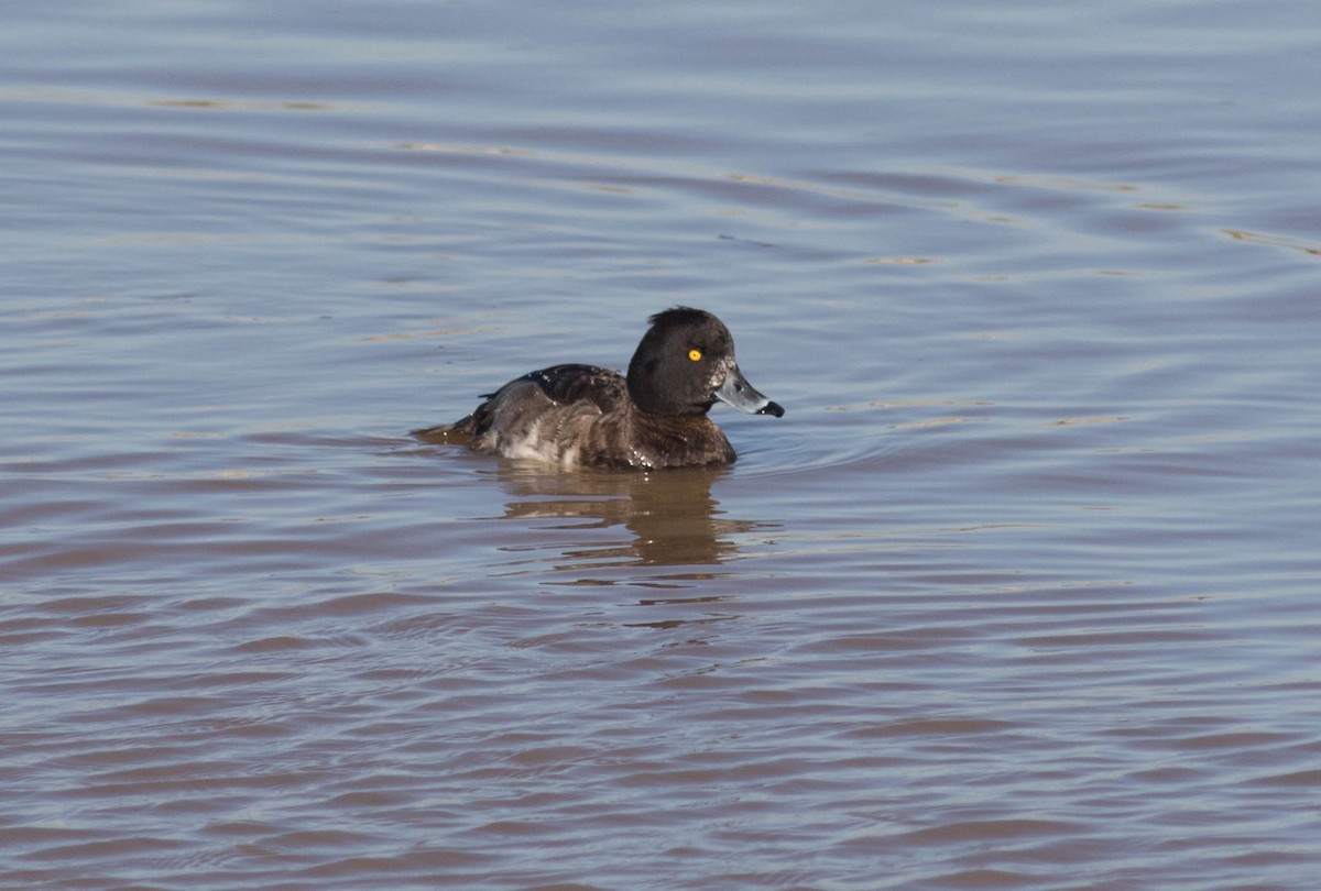 Tufted Duck - ML46640371