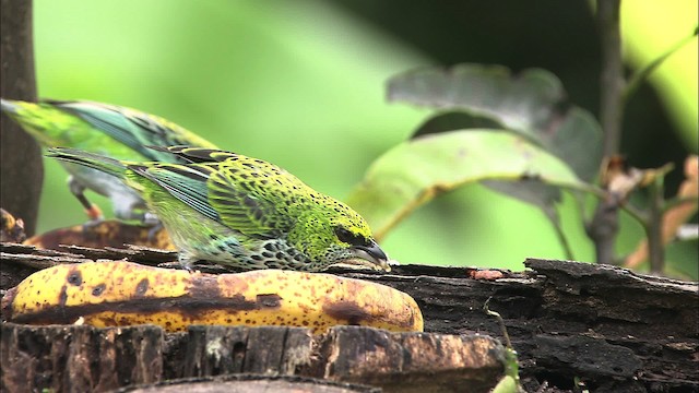 Speckled Tanager - ML466405