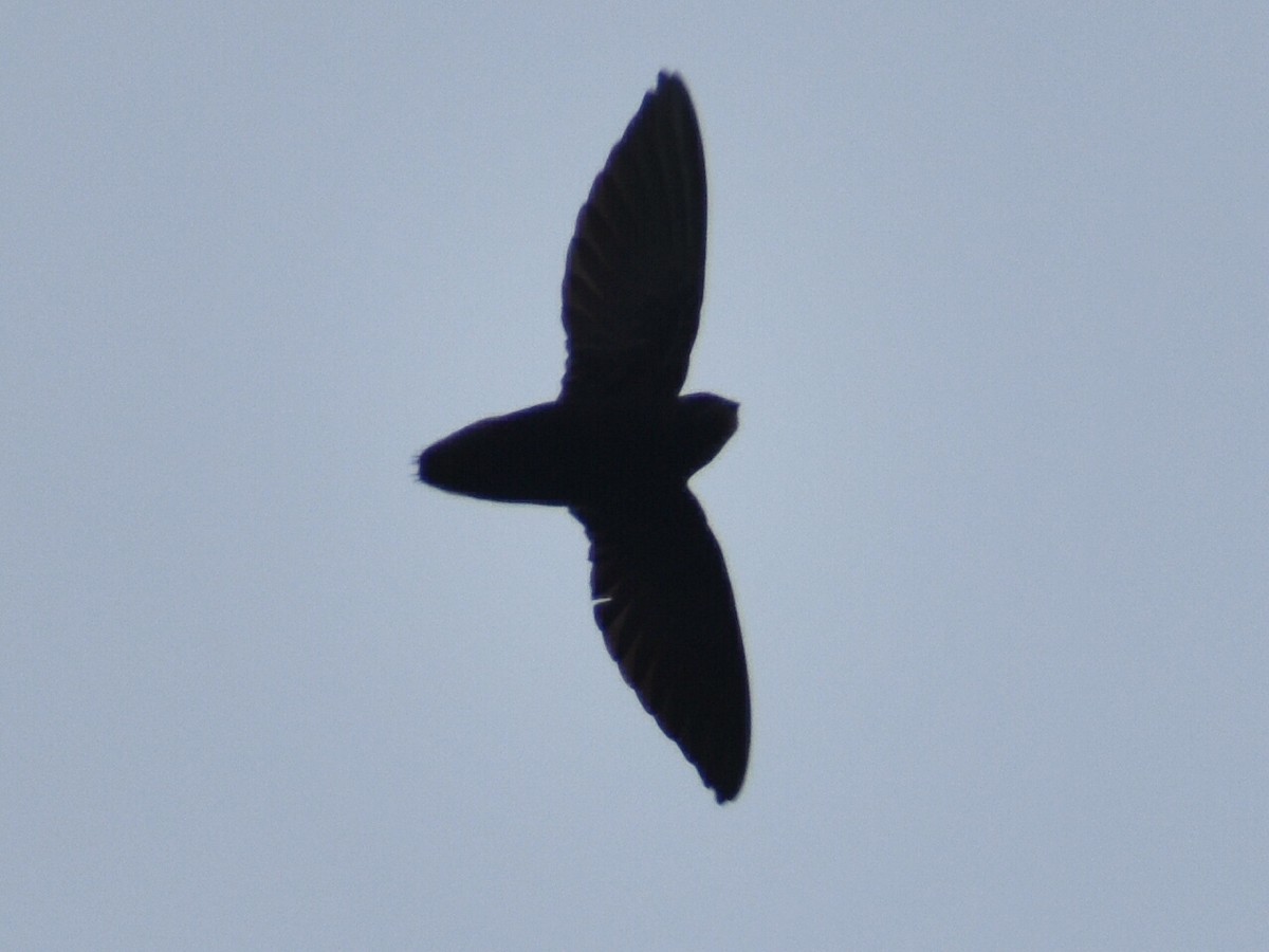 Gray-rumped Swift - Andres Martinez D