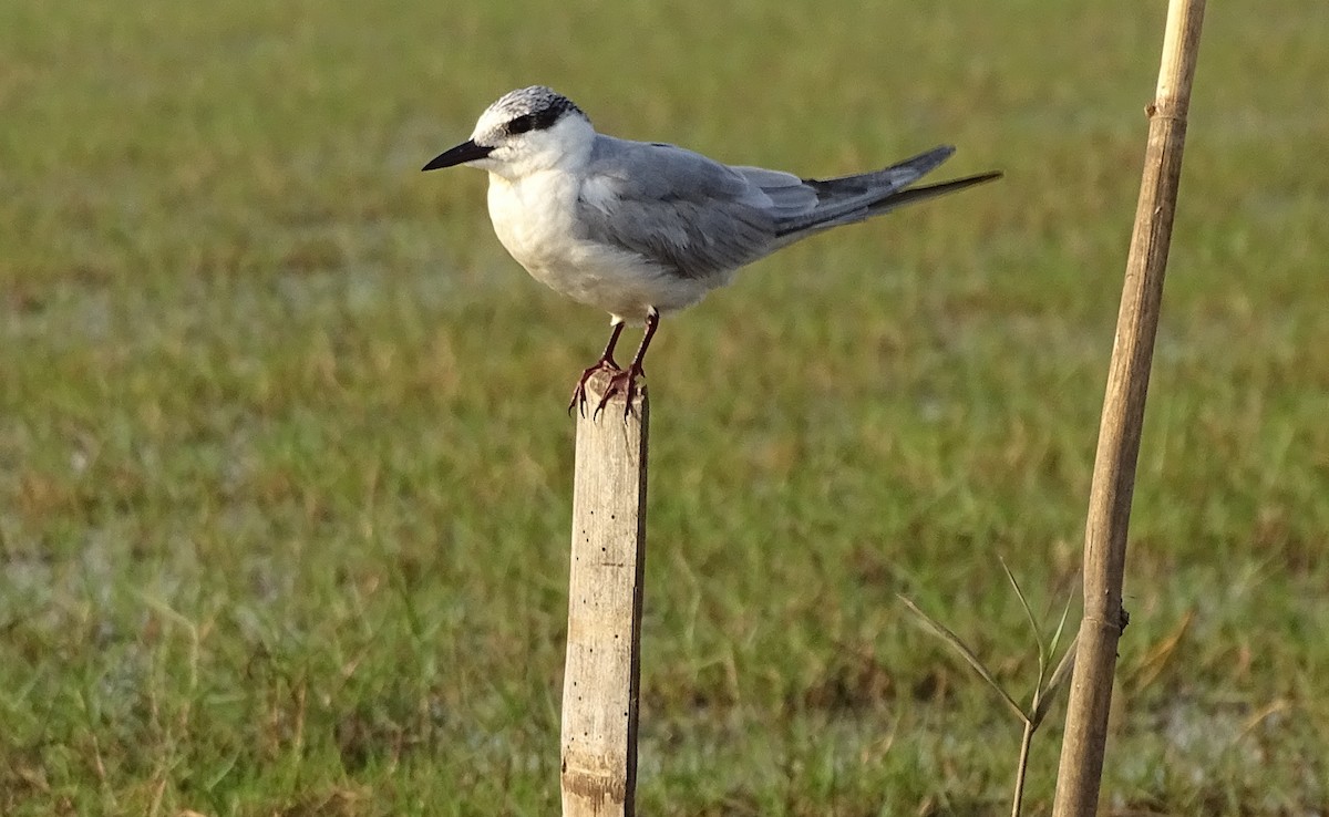 Common Tern - Masilamani Selvam