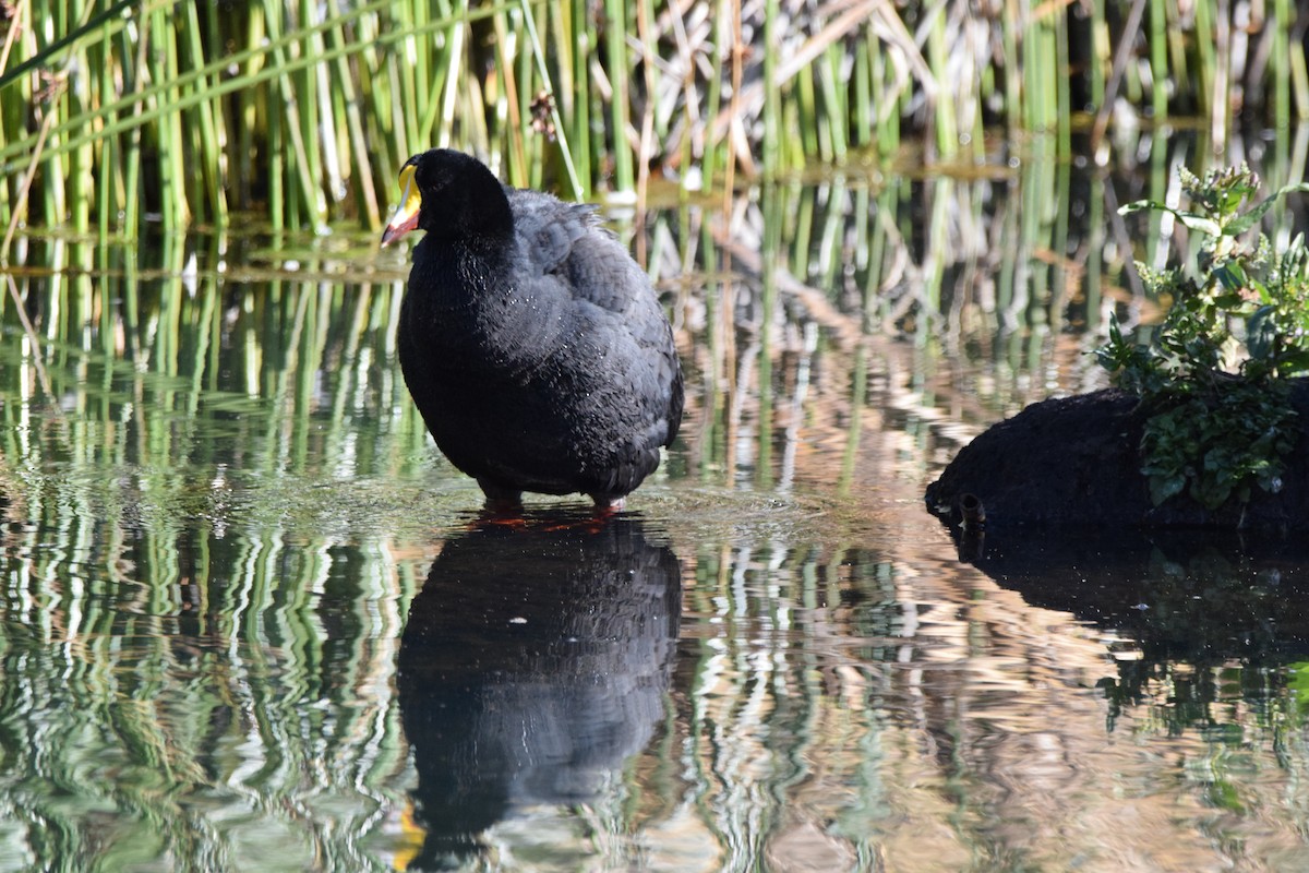 Giant Coot - ML466412701