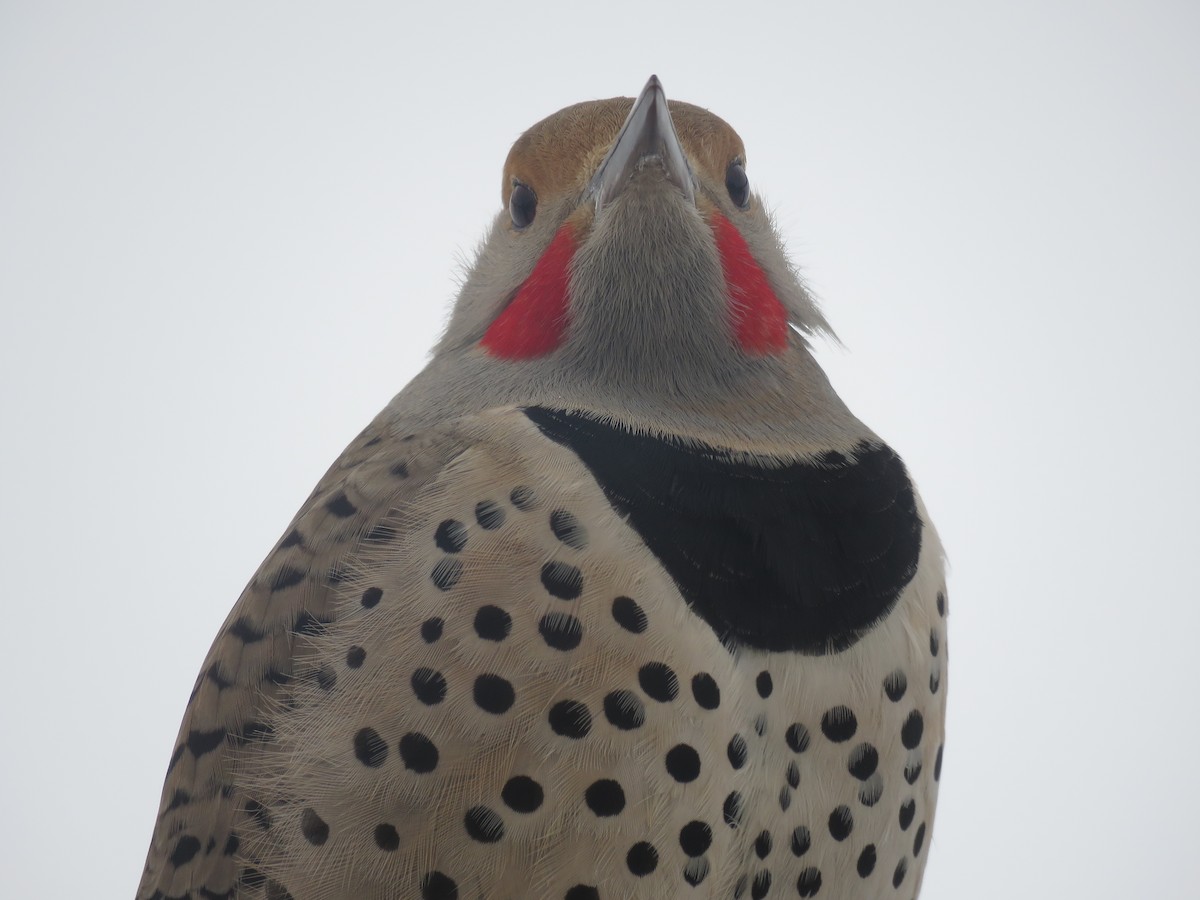 Northern Flicker (Red-shafted) - ML46641301