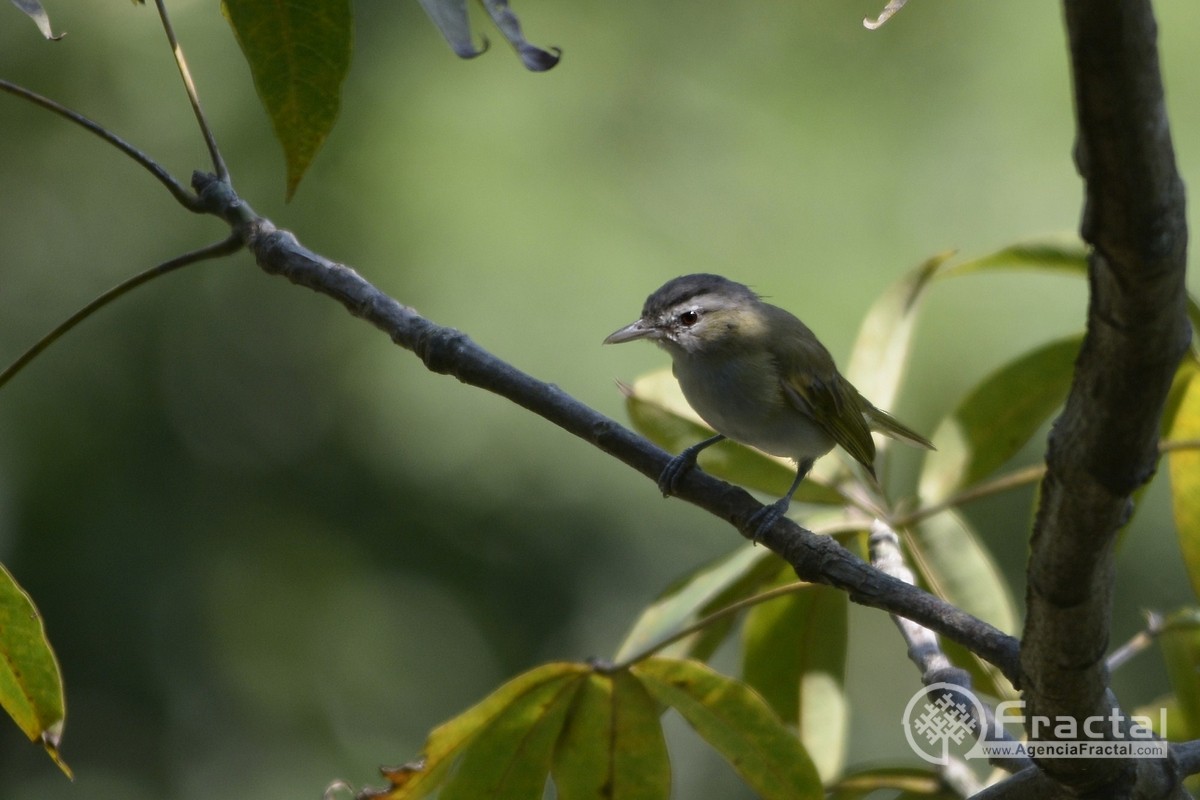 Red-eyed/Chivi Vireo - ML46641351