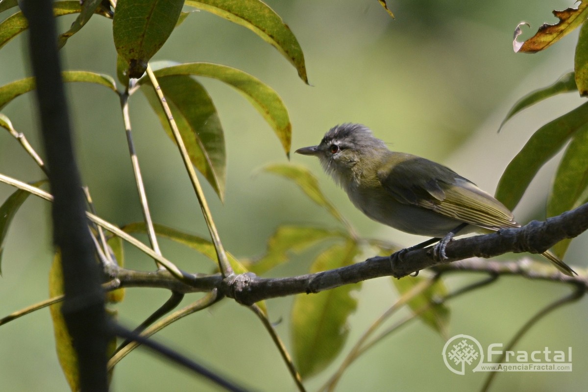 Red-eyed/Chivi Vireo - ML46641371