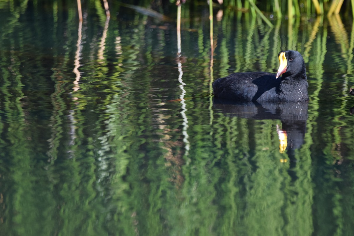 Giant Coot - ML466414041