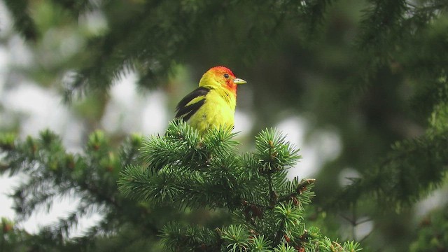 Western Tanager - ML466414541