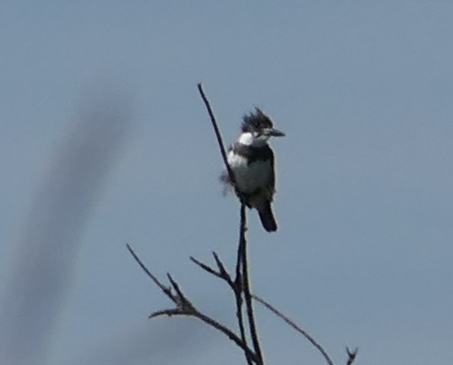 Belted Kingfisher - ML466415501