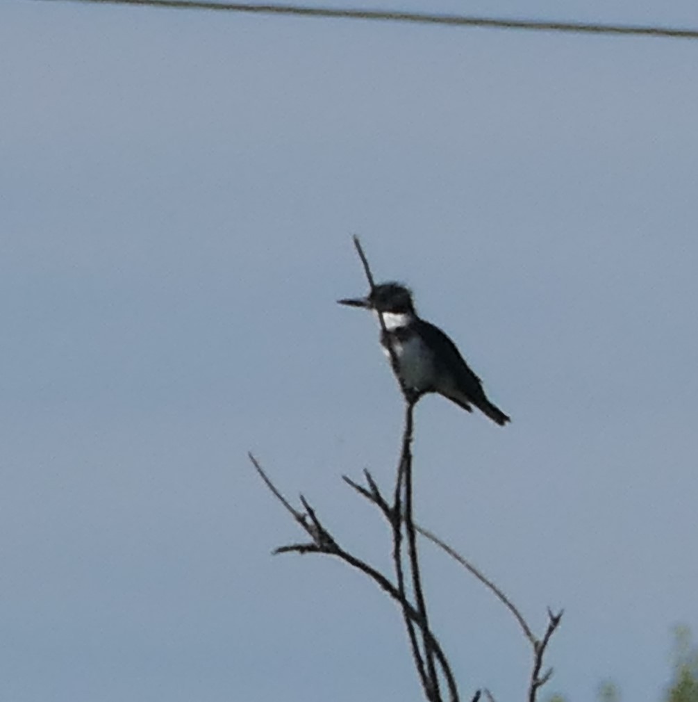 Belted Kingfisher - ML466415511