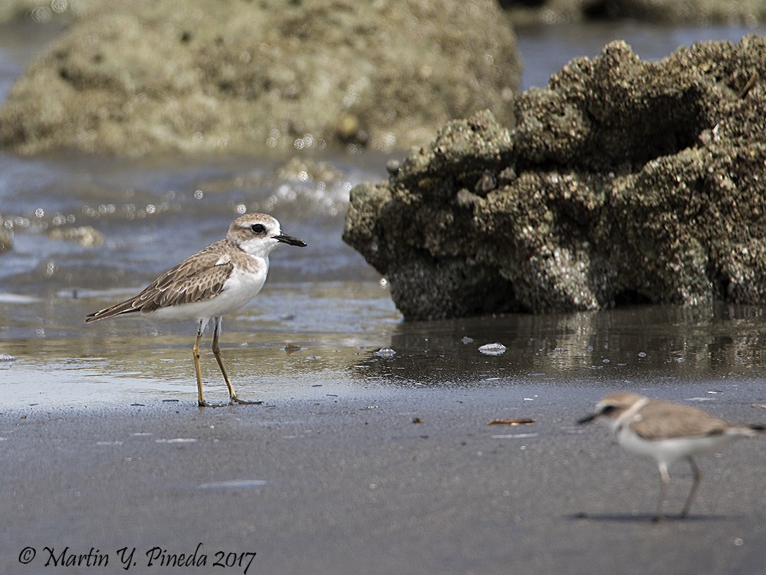 Greater Sand-Plover - Martin Pineda