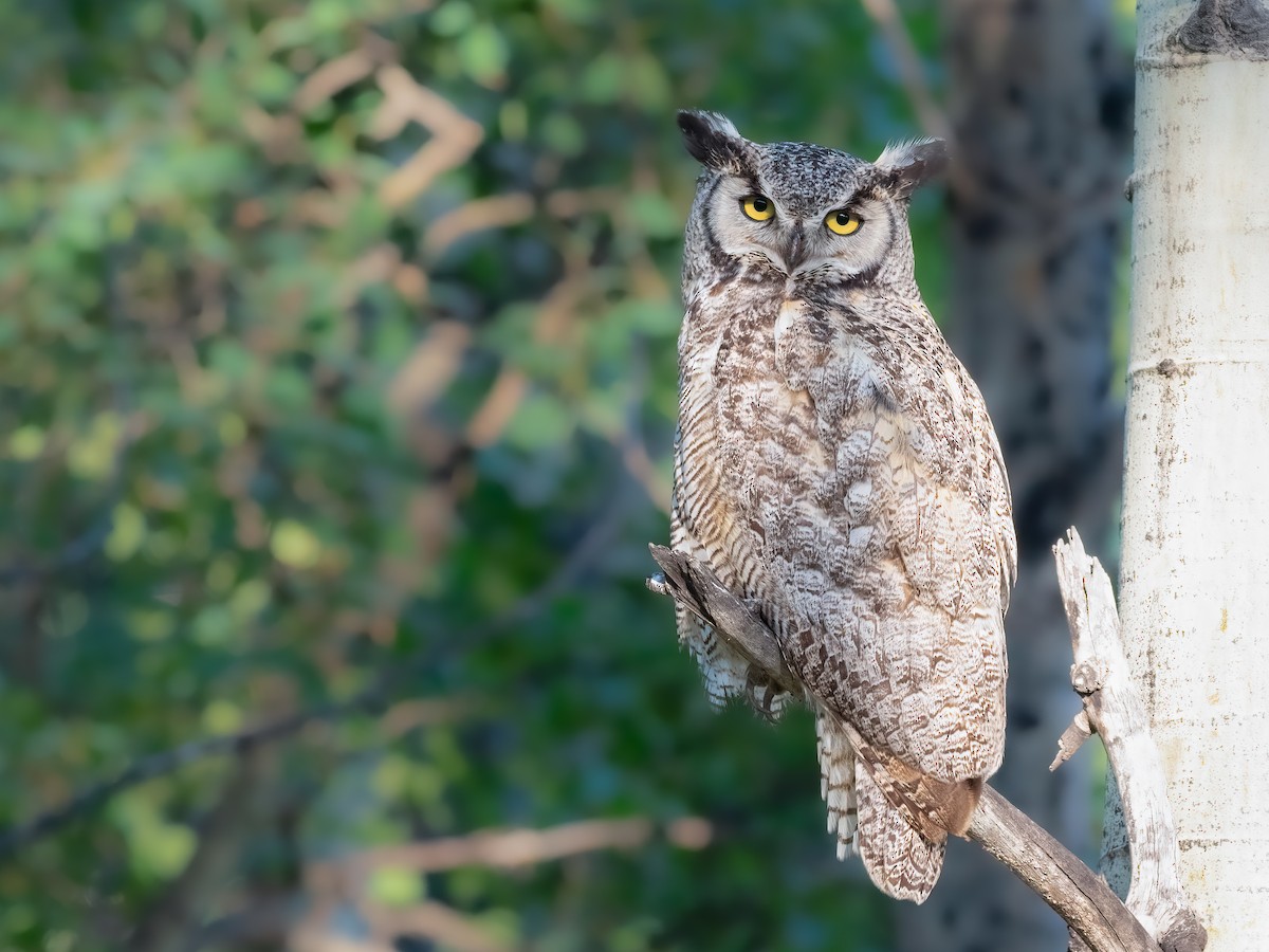 Great Horned Owl - ML466418121