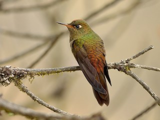  - Bronze-tailed Thornbill