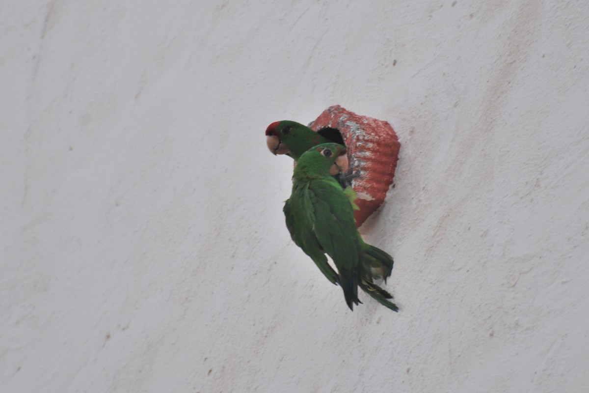 Scarlet-fronted/Cordilleran Parakeet - Tom Bisko