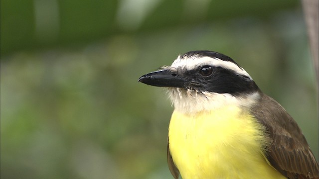  - Great Kiskadee