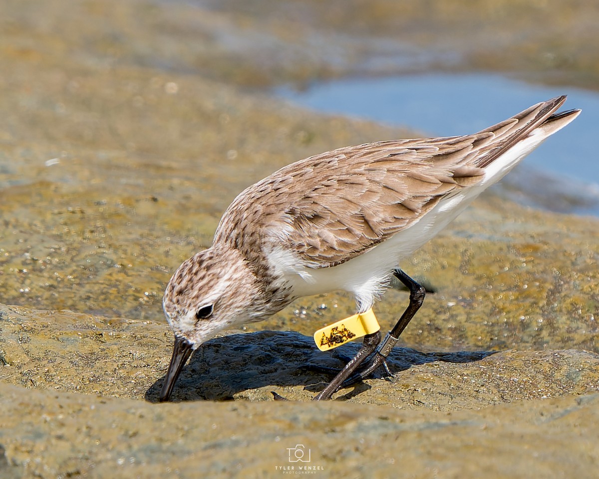 Semipalmated Sandpiper - Tyler Wenzel