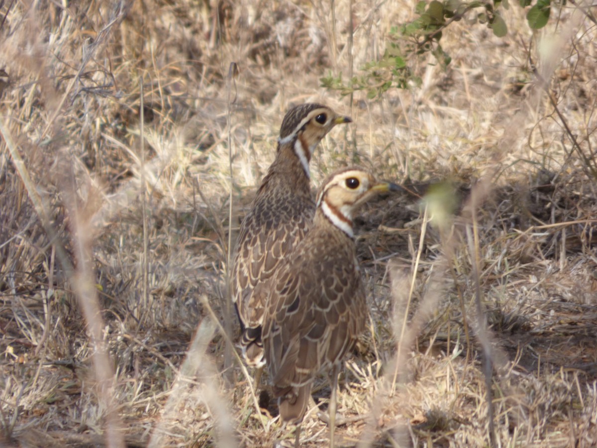 Three-banded Courser - ML46642501
