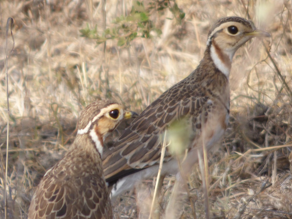 Three-banded Courser - ML46642521