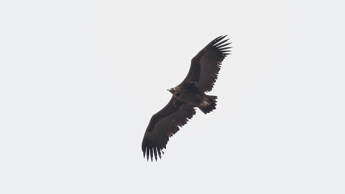 Cinereous Vulture - ML466425341