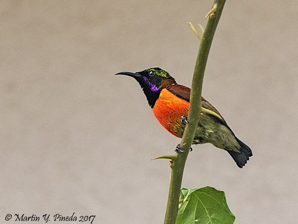 Purple-throated Sunbird - Martin Pineda
