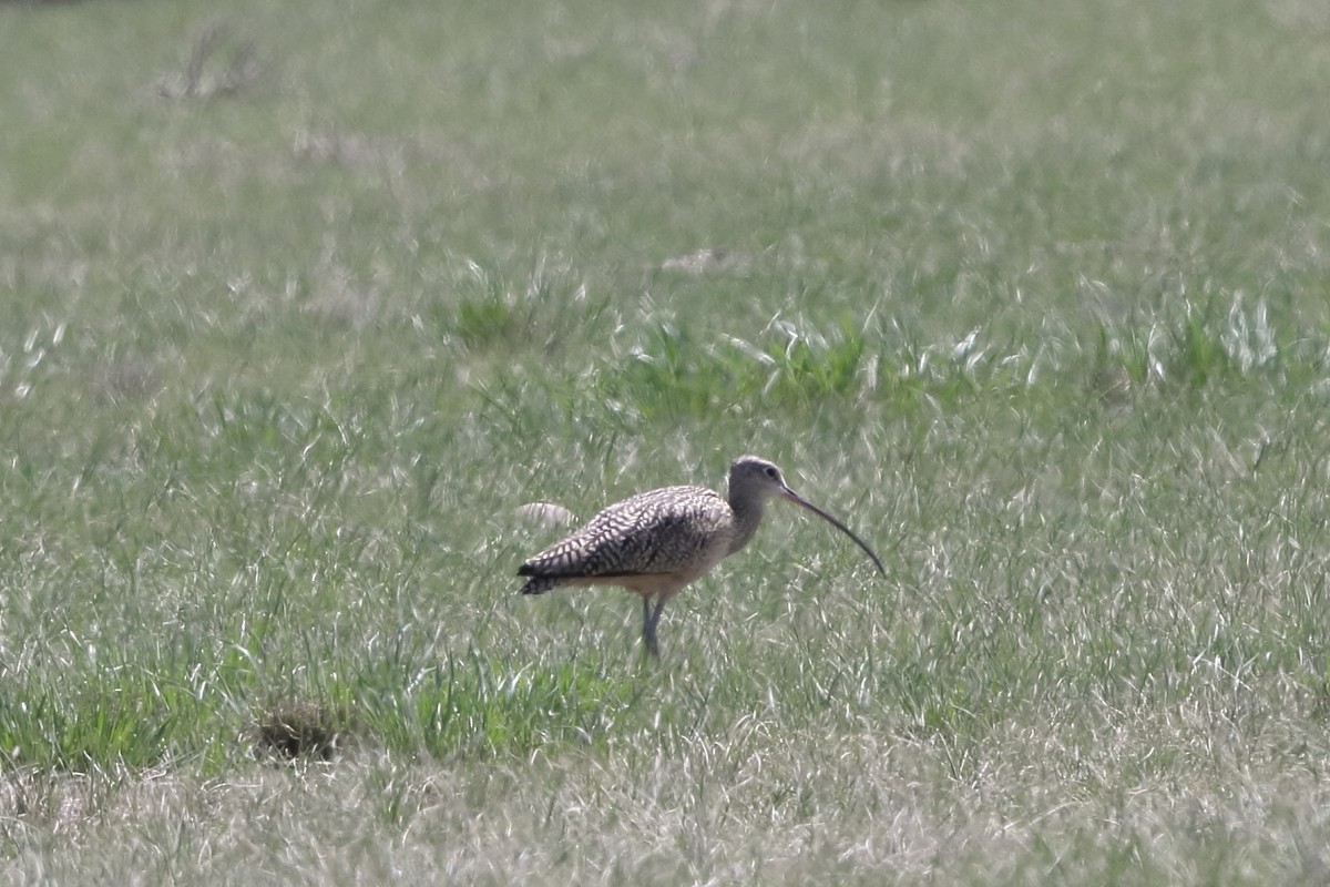 Long-billed Curlew - ML466426701