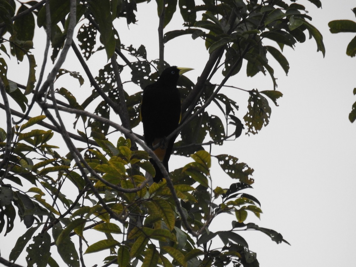 Yellow-rumped Cacique - ML466426751