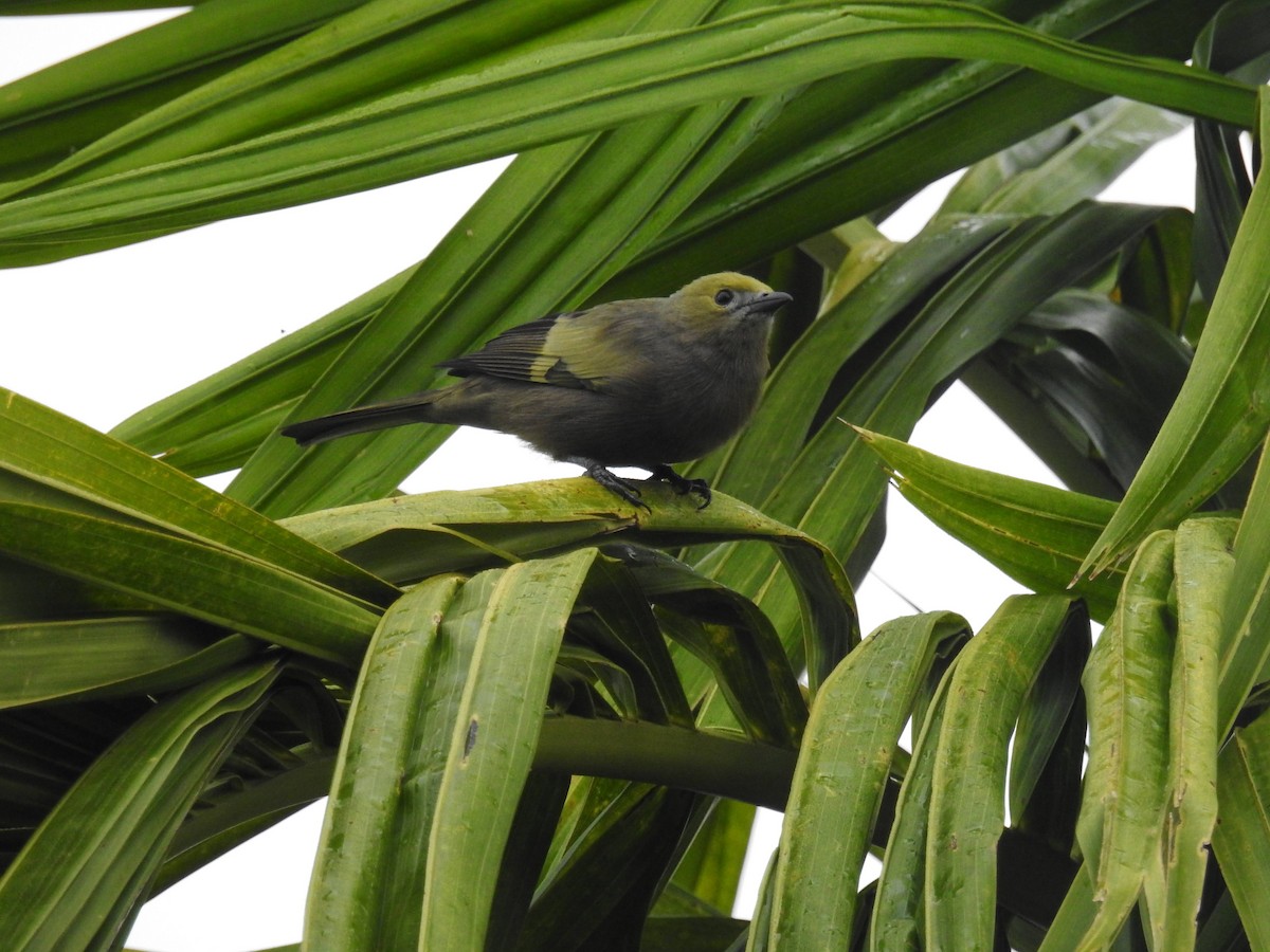 Palm Tanager - ML466426911