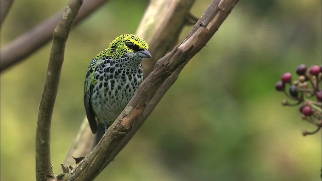 Speckled Tanager - ML466427