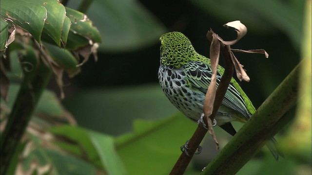 Speckled Tanager - ML466428