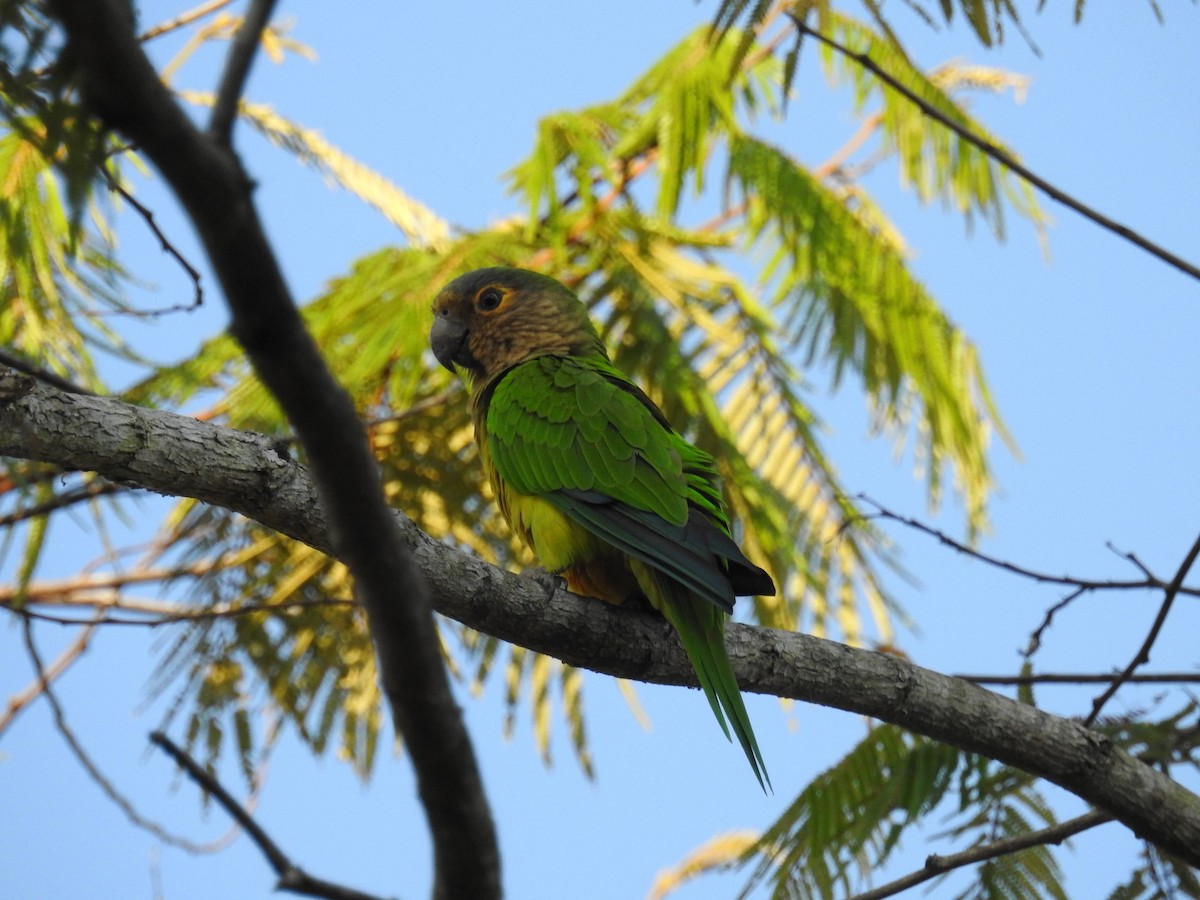 Brown-throated Parakeet - ML466428211