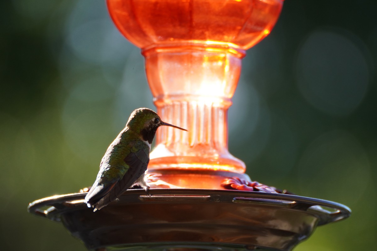 Broad-tailed Hummingbird - Ellis Korda